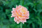 Hollyhill Serenity dahlia, image 3