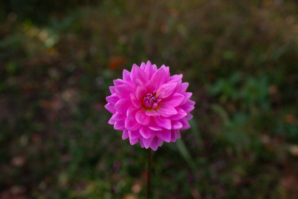 Hollyhill Sweet 16 dahlia