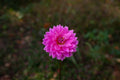 Hollyhill Sweet 16 dahlia