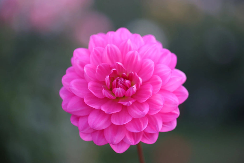 Hollyhill Sweet 16 dahlia, image 2
