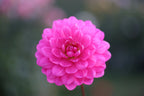 Hollyhill Sweet 16 dahlia, image 2