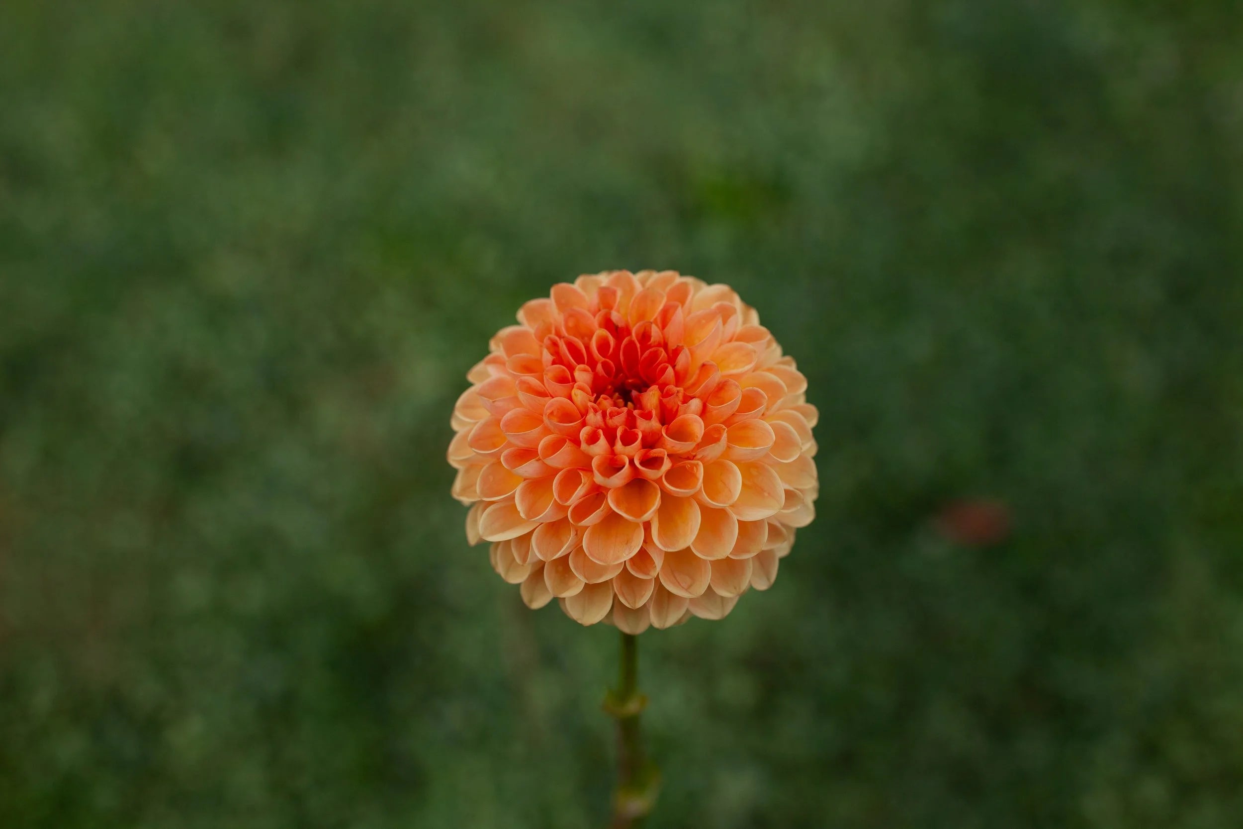 Hy Suntan dahlia