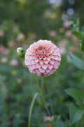 RM Pixie Dust dahlia