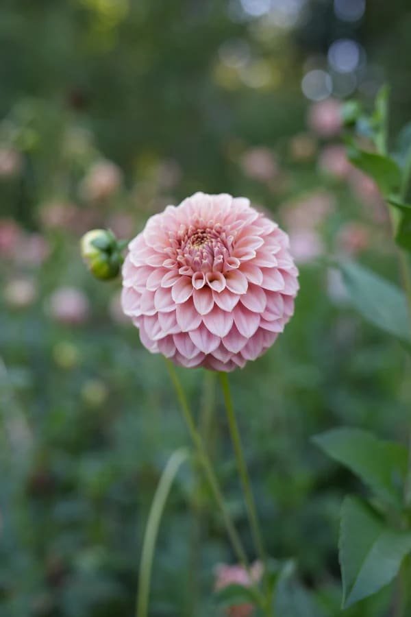 RM Pixie Dust dahlia
