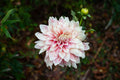Ice Cube dahlia