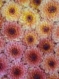 RM Toucan dahlia
