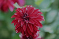 Irish Blackhart dahlia