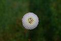 Irish Candy dahlia
