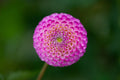 Irish Miss dahlia