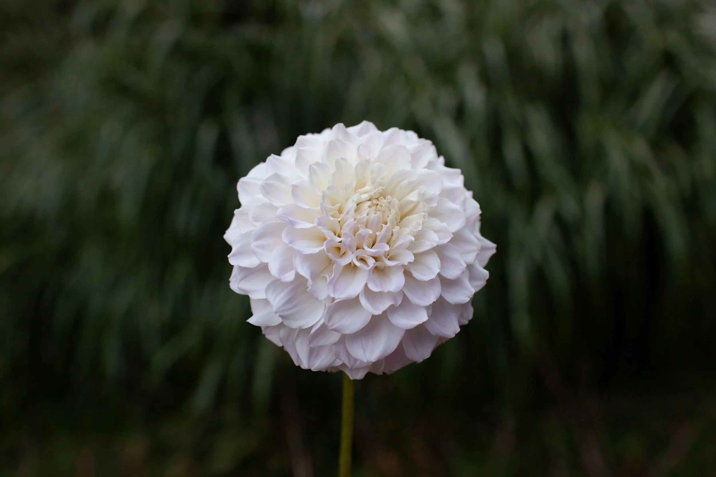 Irish Ruffles dahlia