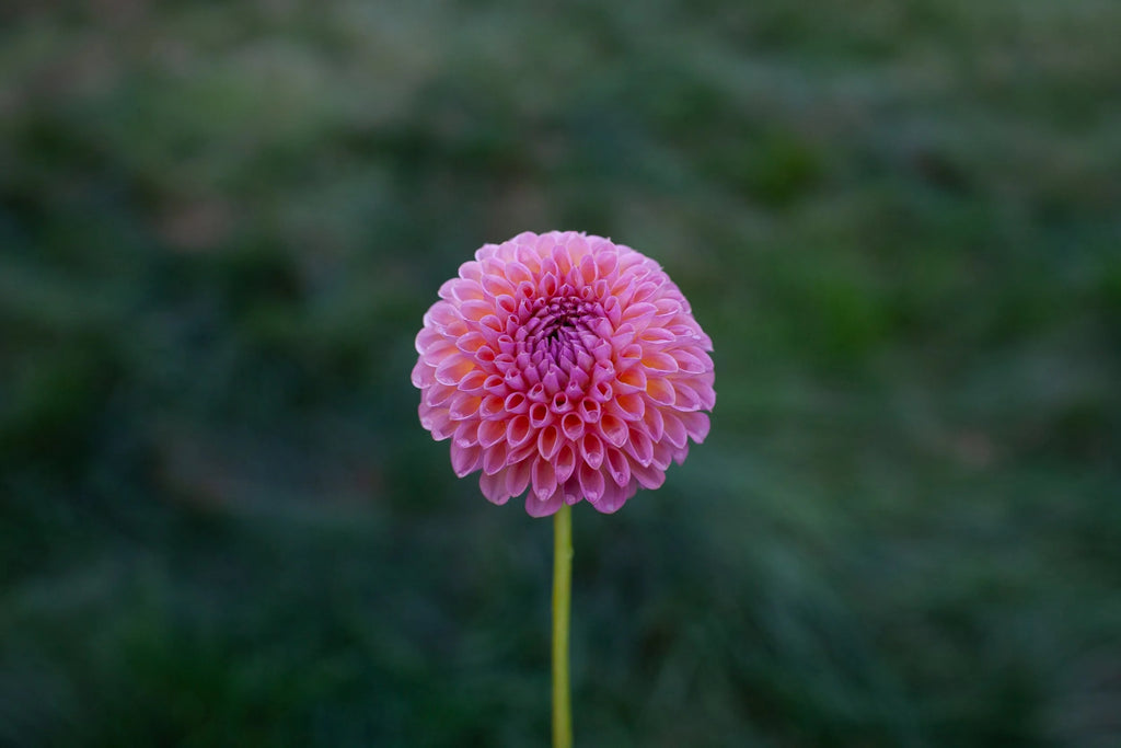 Jowey Winnie dahlia