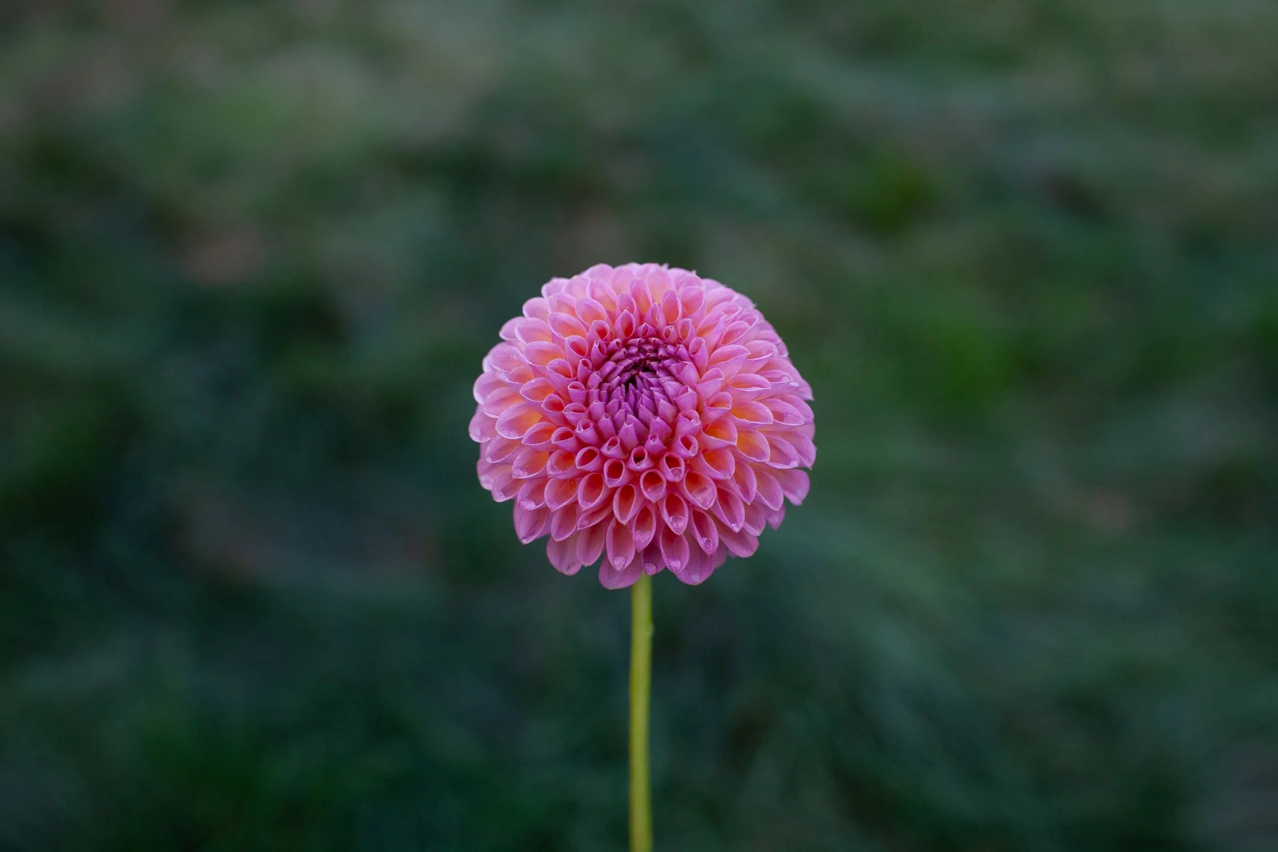 Jowey Winnie dahlia