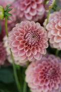 RM Copper Shimmer dahlia