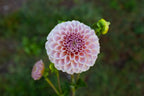 KA's Cinder Rose dahlia, image 2