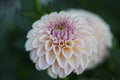 KA's Cinder Rose dahlia