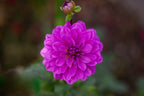 Kari Blue dahlia, image 2