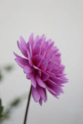 Kari Blue dahlia