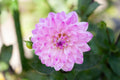 Karma Prospero dahlia