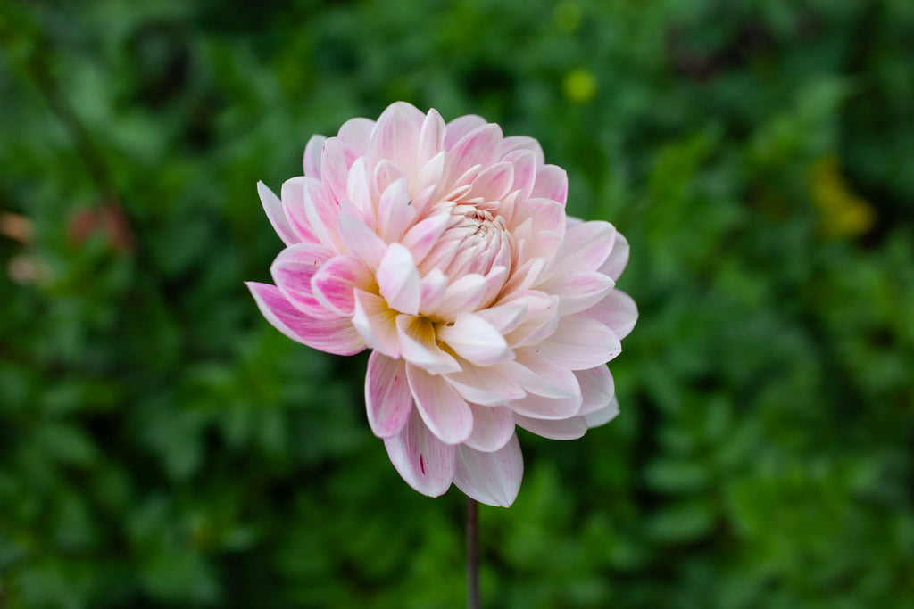 Kelgai Ann dahlia, image 2