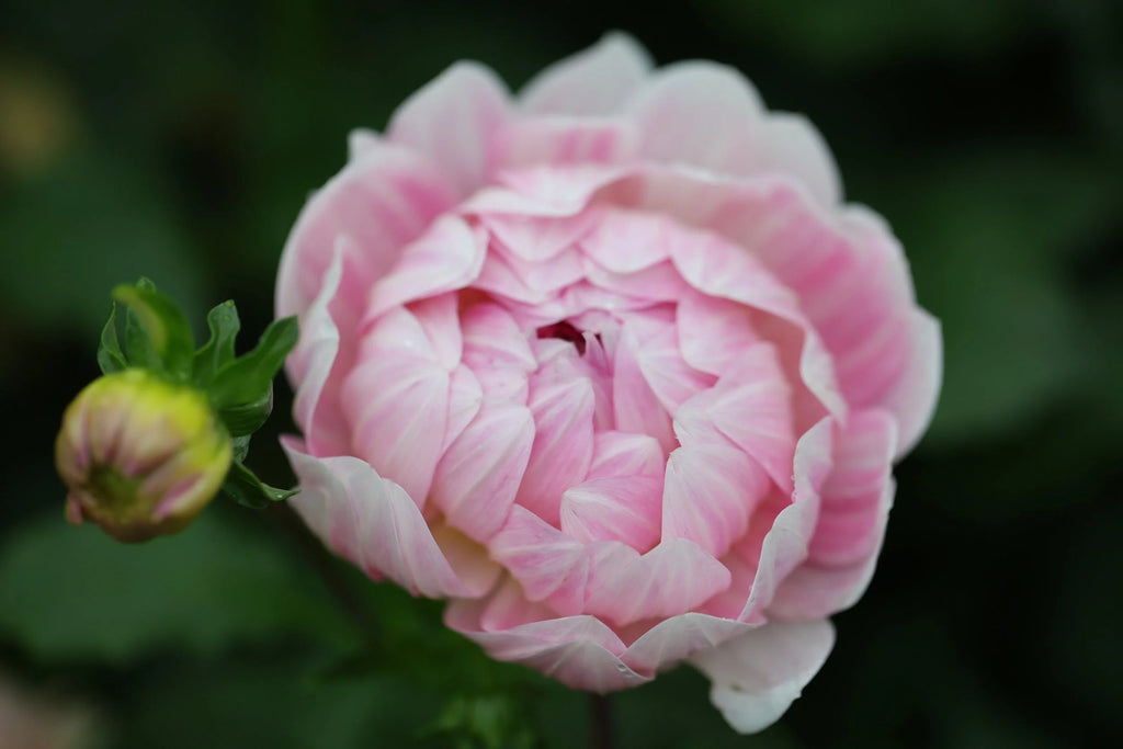 Kelgai Ann dahlia