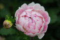 Kelgai Ann dahlia
