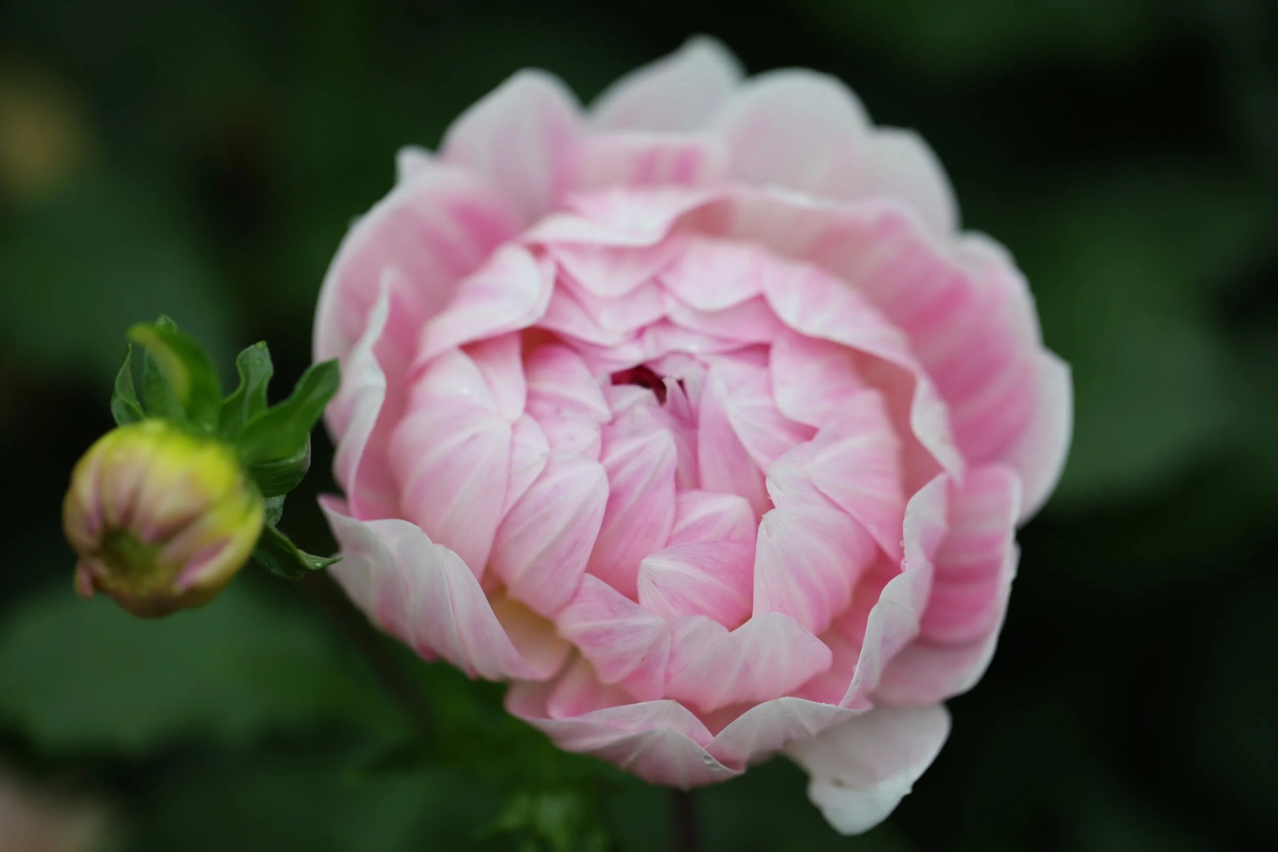 Kelgai Ann dahlia