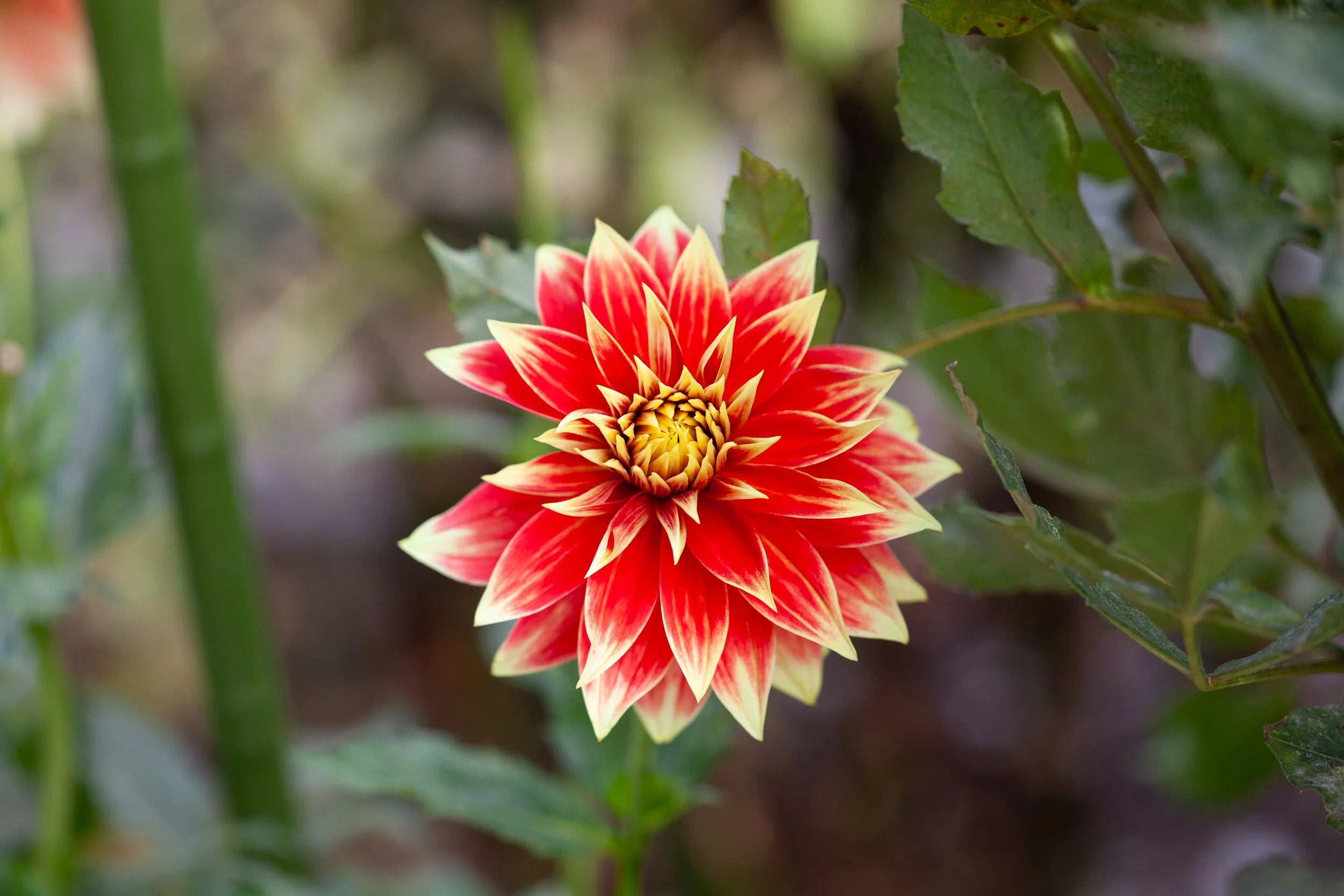 Ketchup & Mustard dahlia