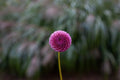 Koko Puff dahlia