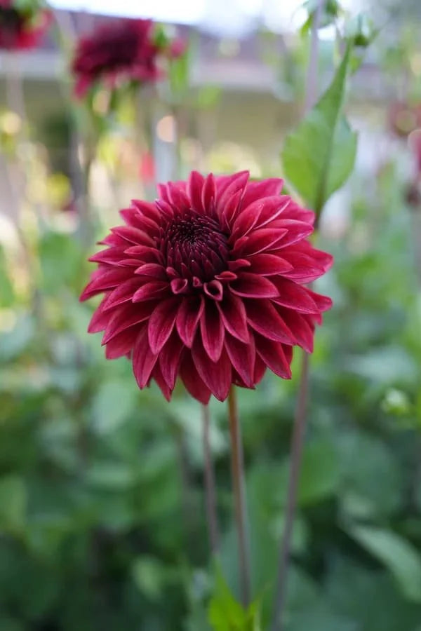 RM Dragon's Blood dahlia