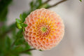 L.A.T.E dahlia