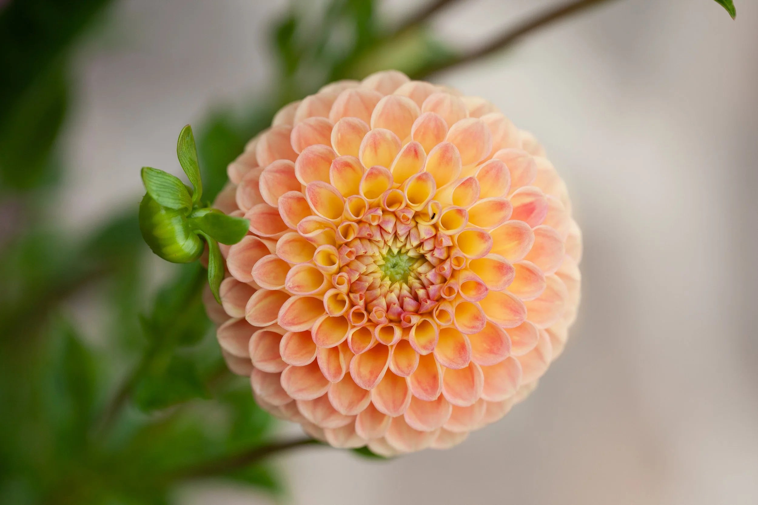 L.A.T.E dahlia