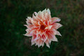 Labyrinth dahlia