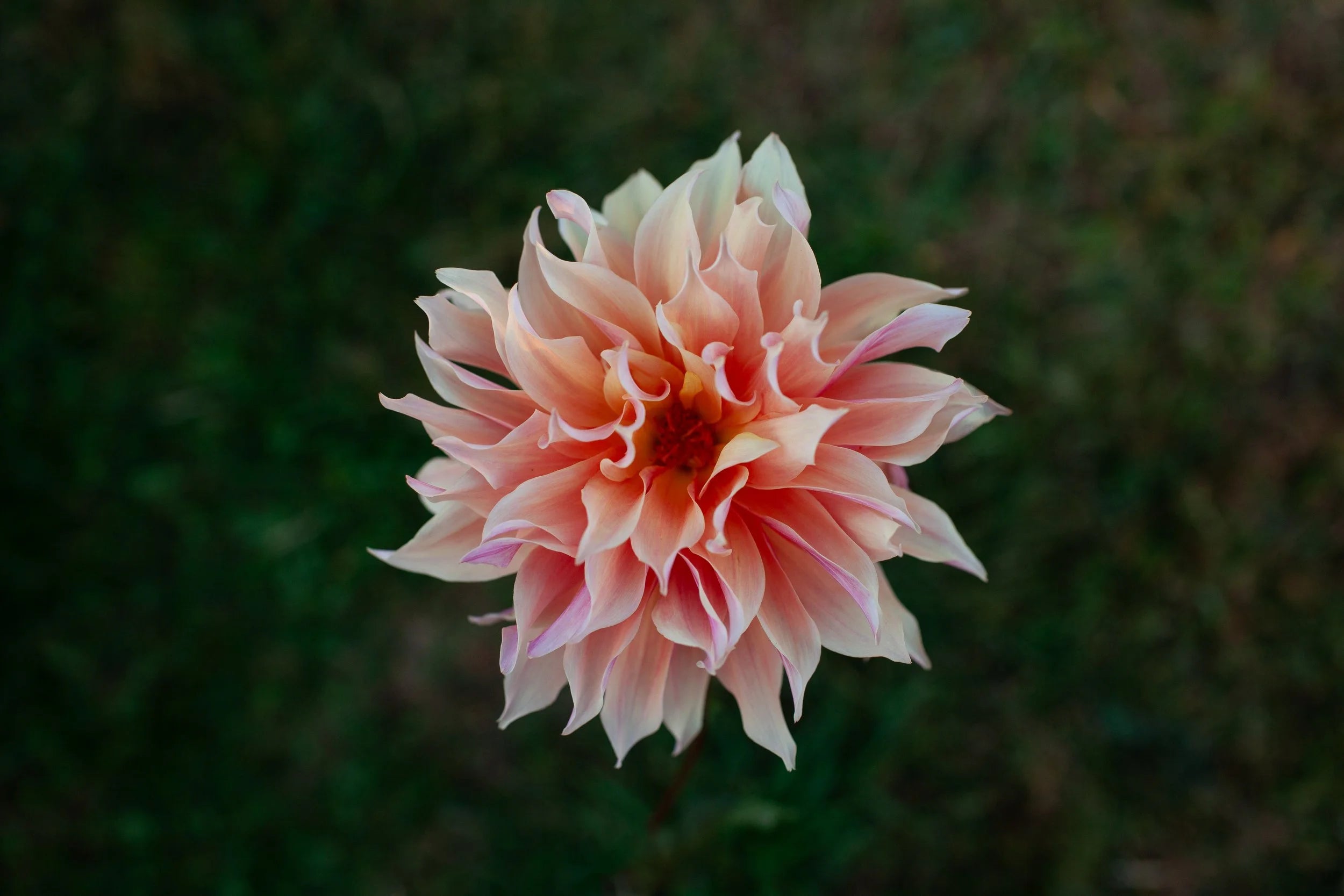 Labyrinth dahlia