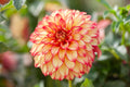 Lady Darlene dahlia