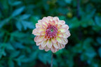 Lark's Ebbe dahlia, image 2