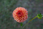 Lark's Ebbe dahlia