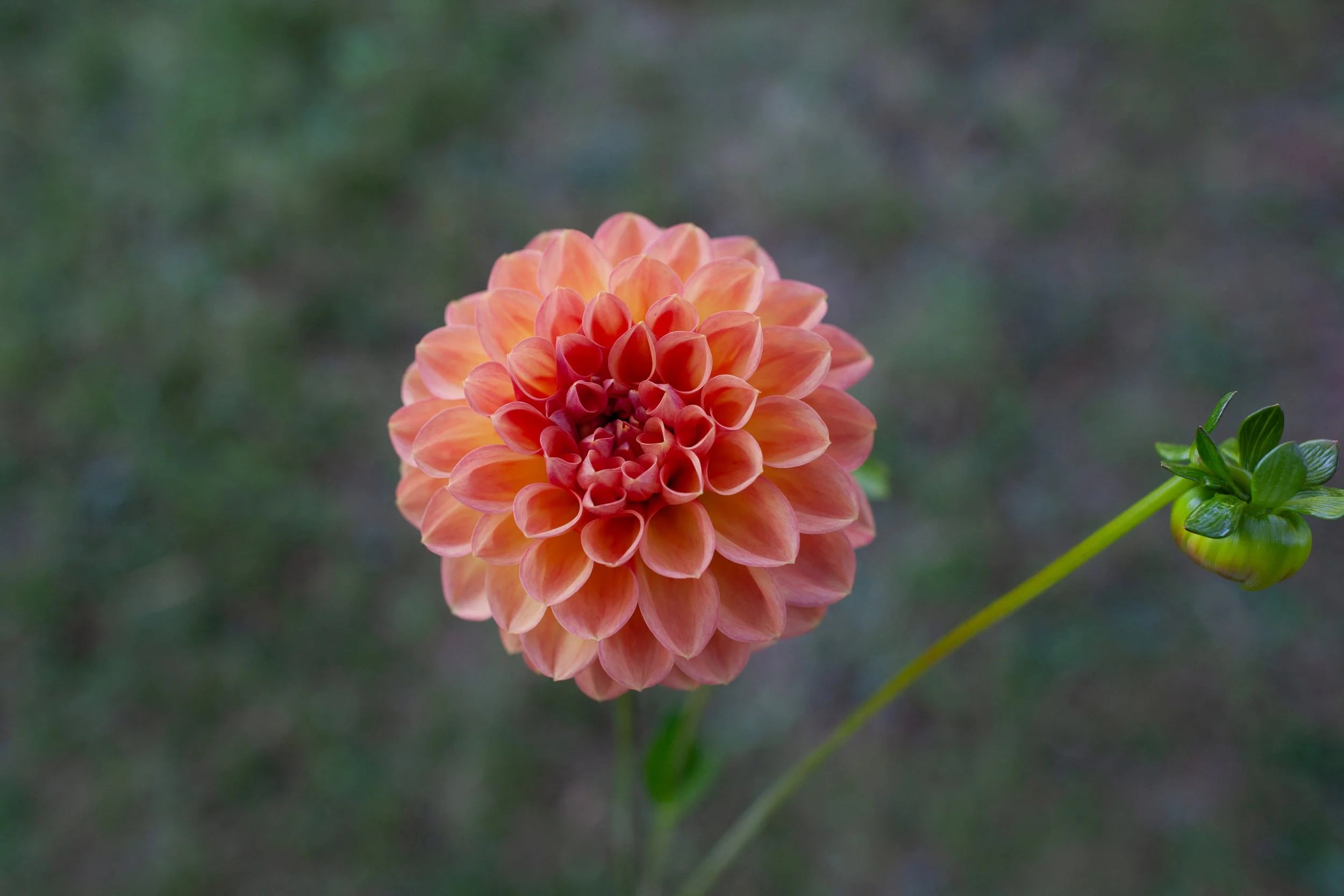 Lark's Ebbe dahlia