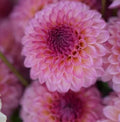 RM Party Popper dahlia