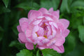 Maks Meredith dahlia