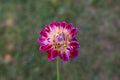 Mamacita dahlia