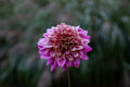 Mambo dahlia