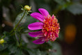 Mexico dahlia
