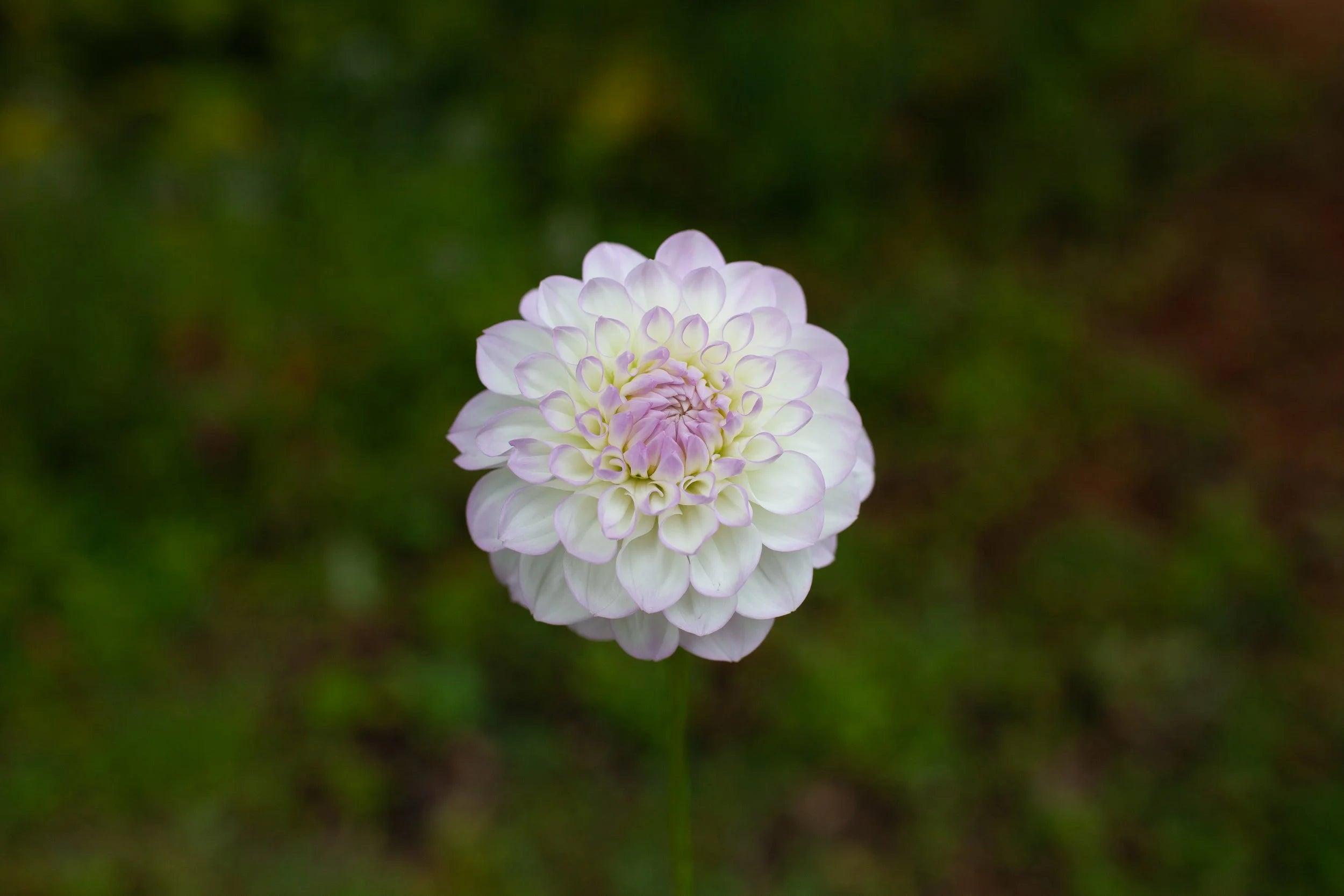 Midnight Moon dahlia