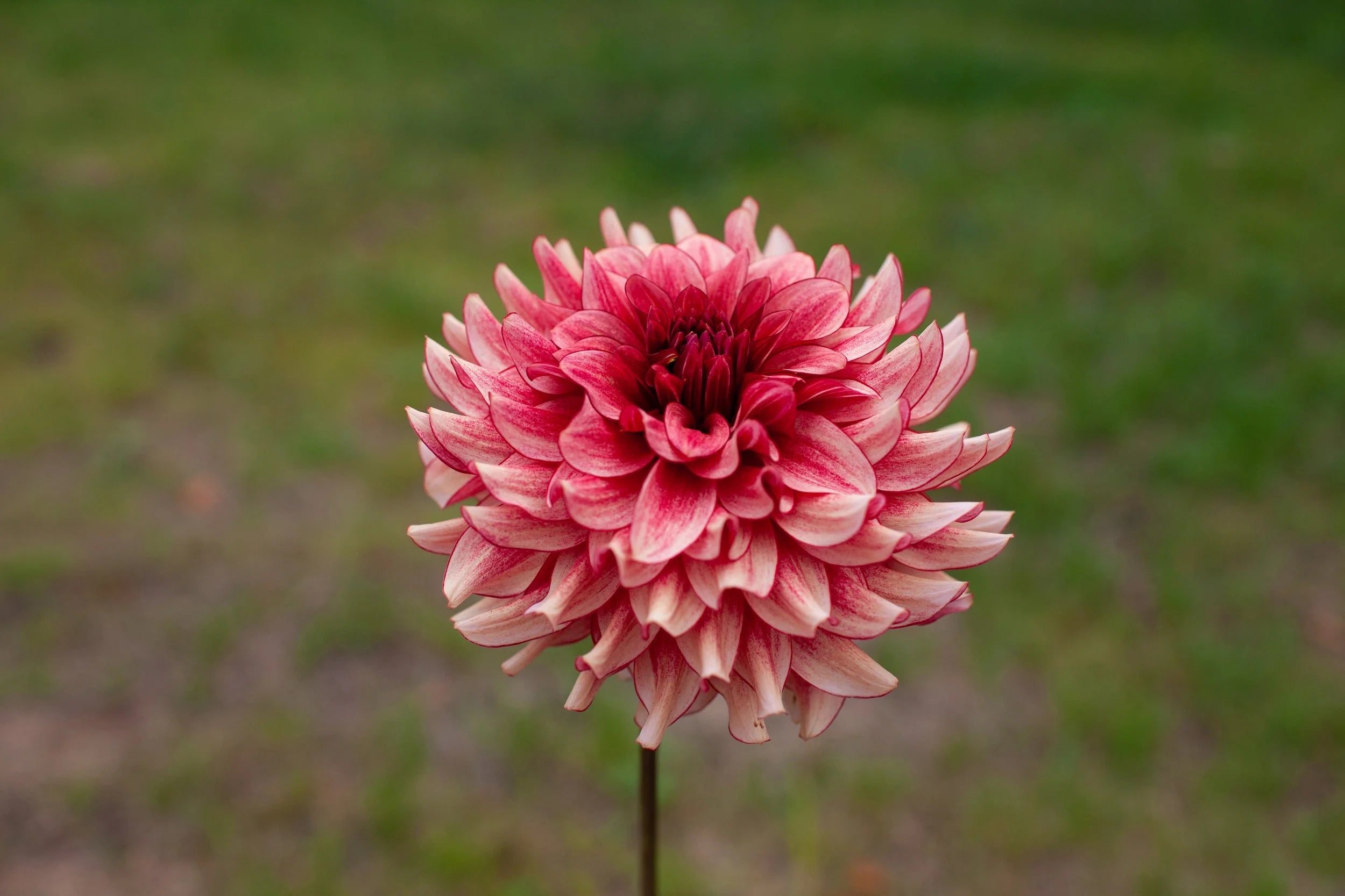 N-Force dahlia