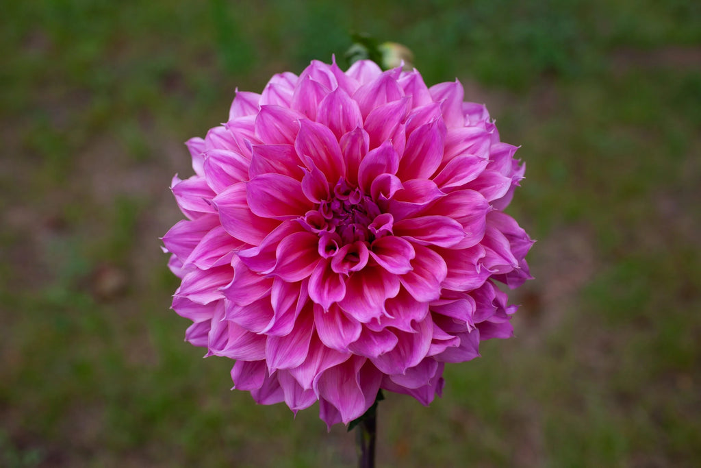 Otto's Thrill dahlia