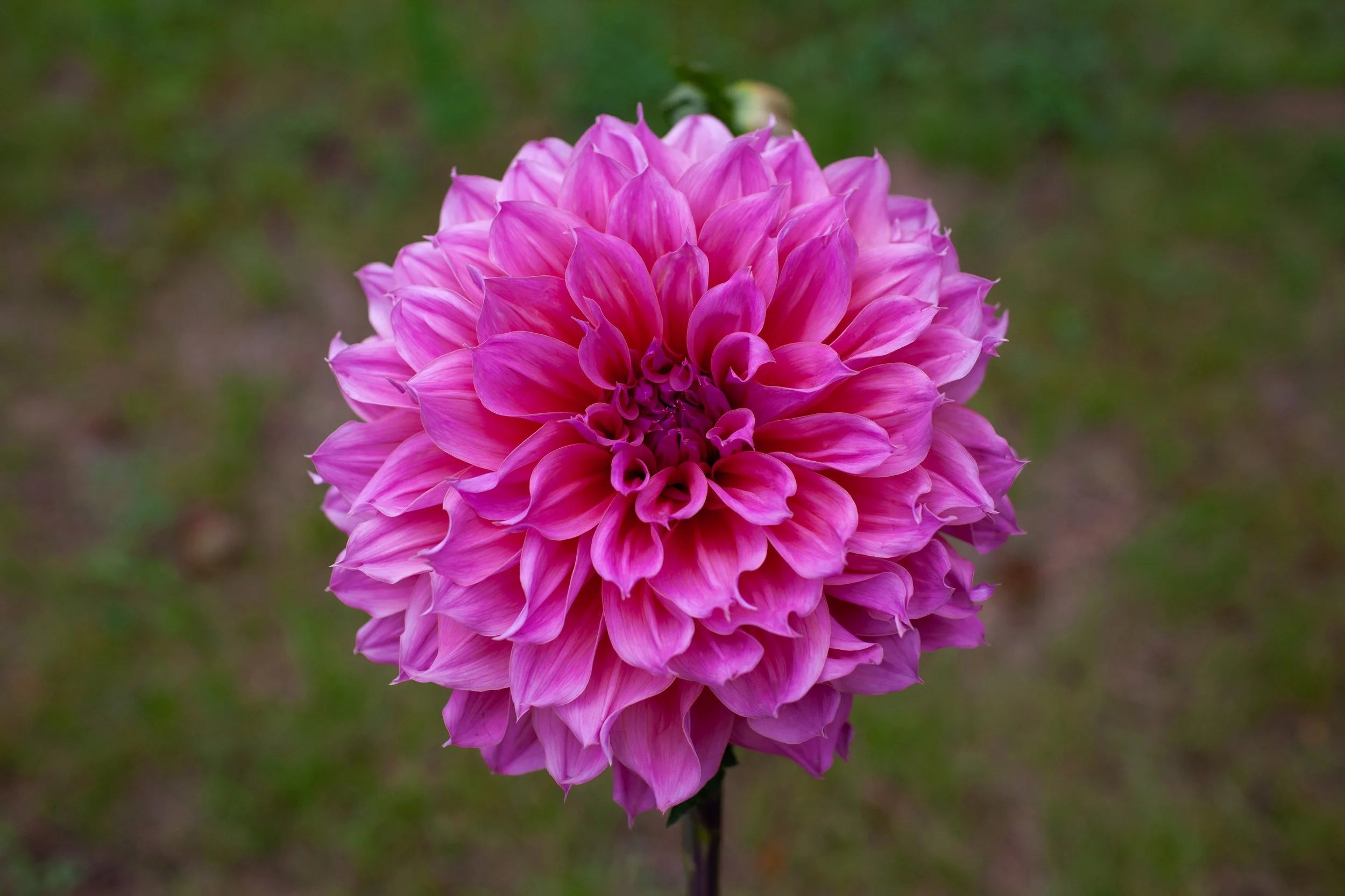 Otto's Thrill dahlia