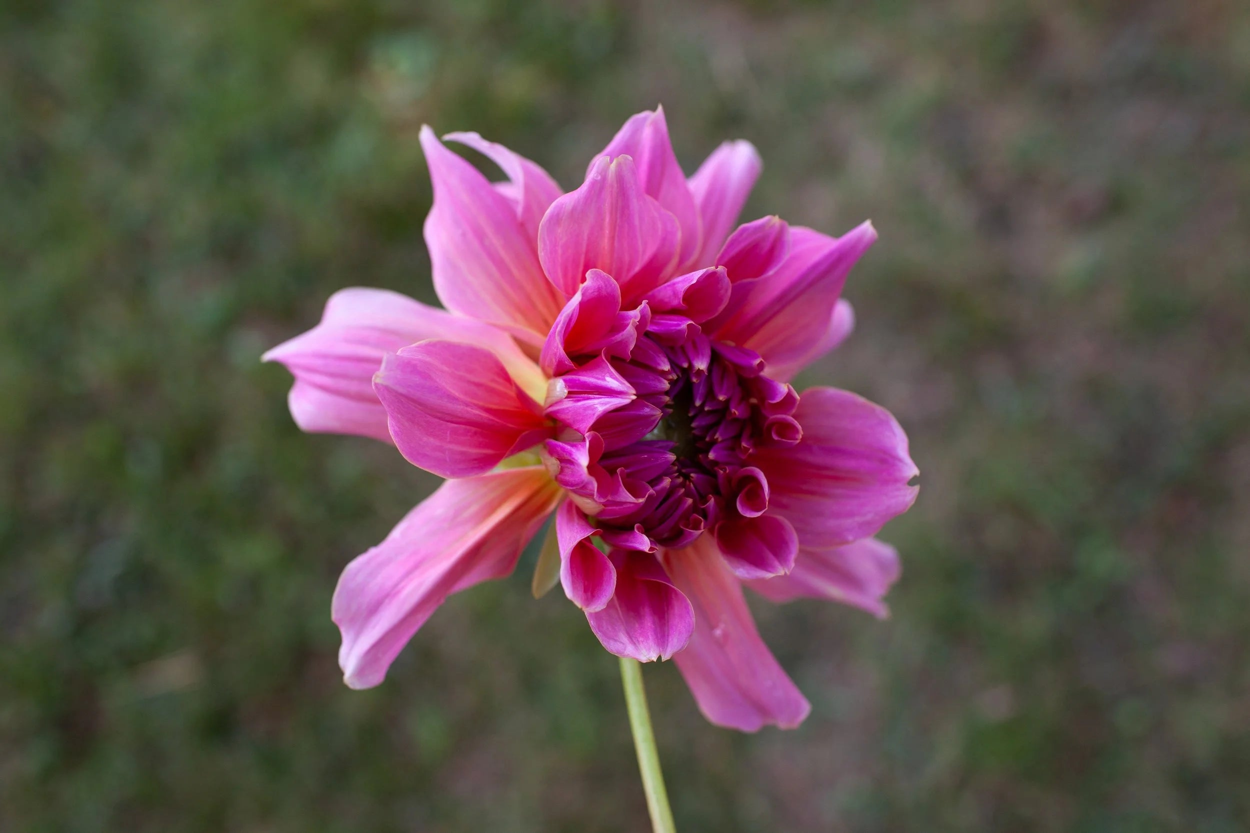 Otto's Thrill dahlia, image 2