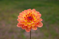 Pam Howden dahlia