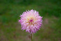 Pinelands Princess dahlia