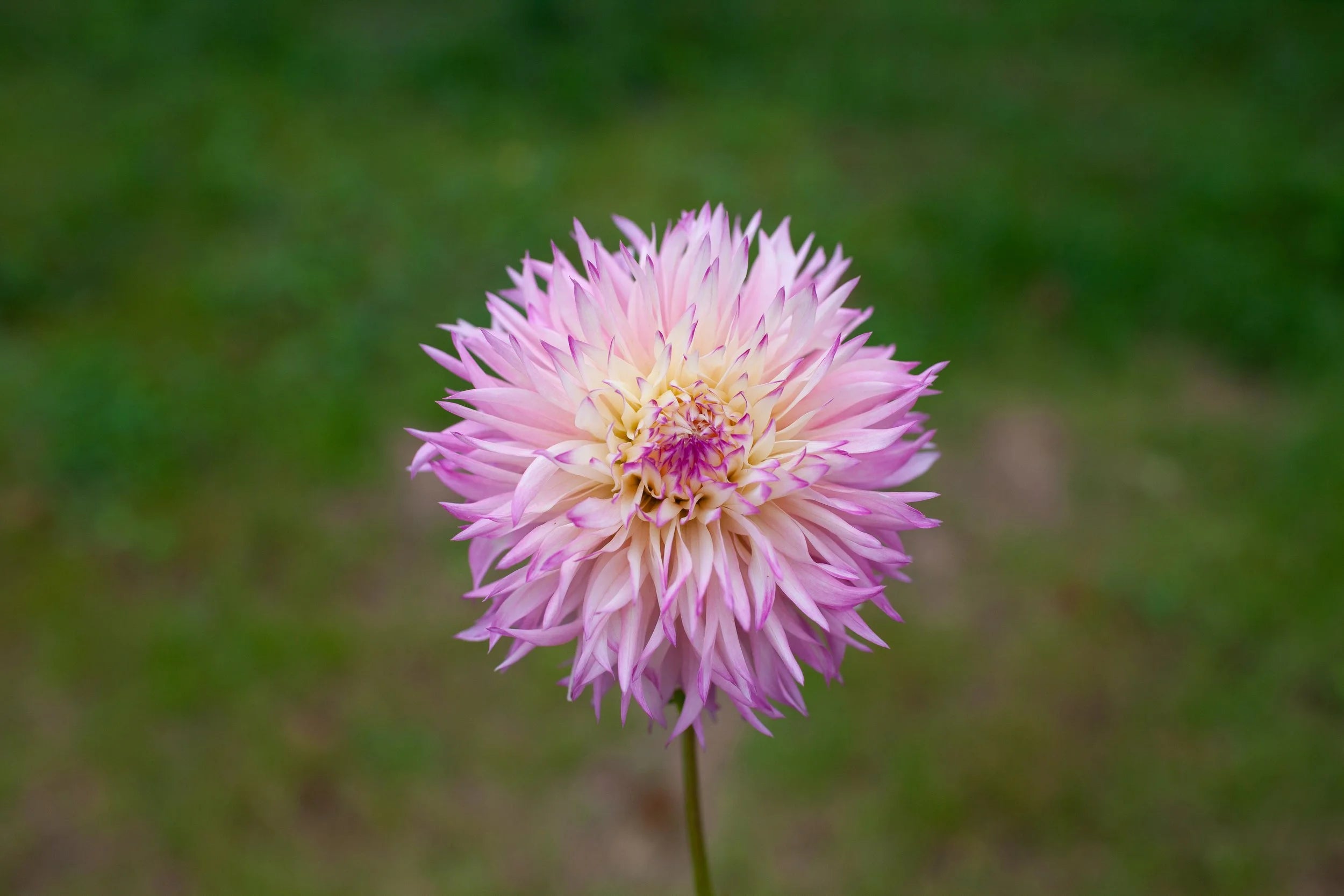 Pinelands Princess dahlia